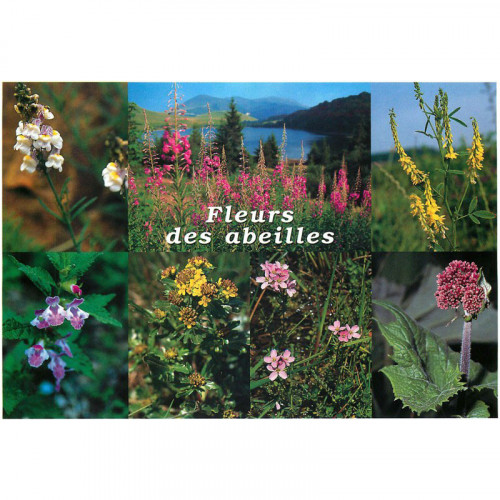 Carte Postale Fleurs Des Abeilles Achat Vente