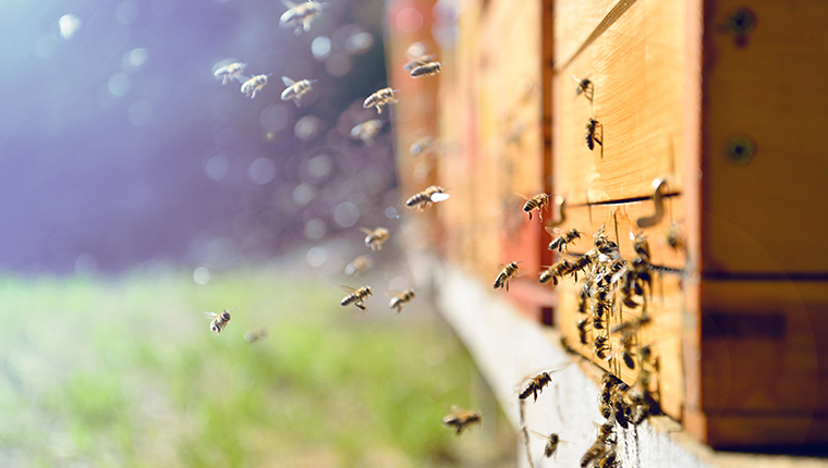 Nosemose de l'abeille