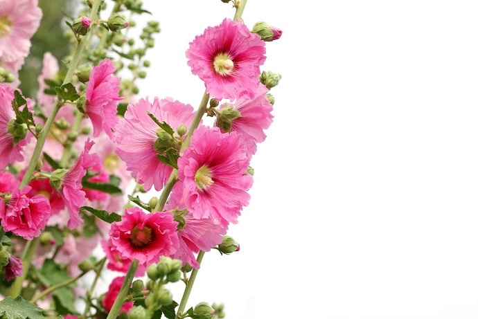 Rose Tremière Plante Mellifère Estivale Apiculture