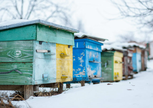 L'apiculture en Russie