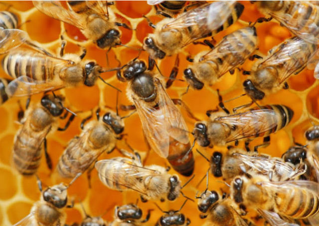 Eléments & accessoires de ruches : Grattoir pour grille à reine