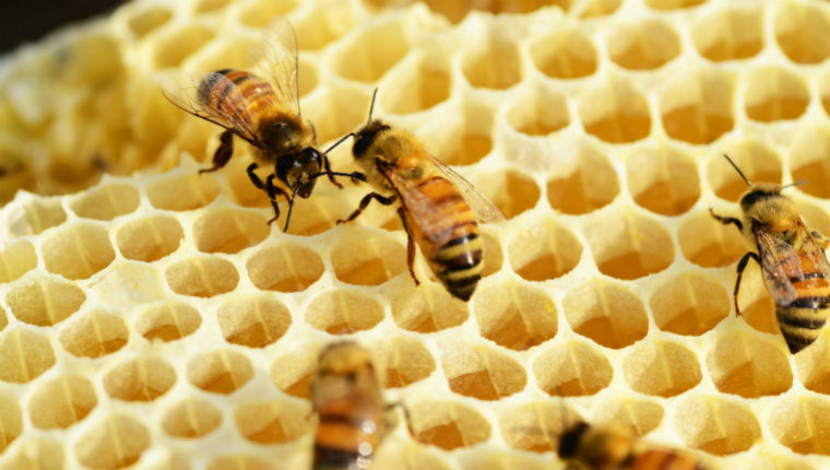 Rucher de sauvegarde et pédagogique sur les abeilles