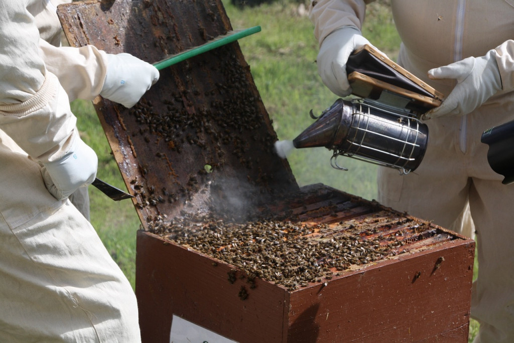 Comment bien choisir son matériel d'apiculture ? 