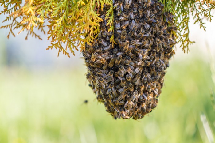 Ruche abeille, ruches complètes, éléments de ruches, accessoires