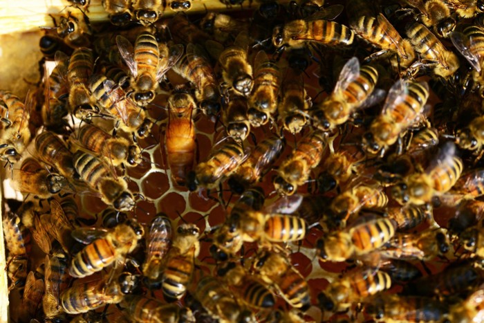Comment l'abeille devient reine ? - Naturabee