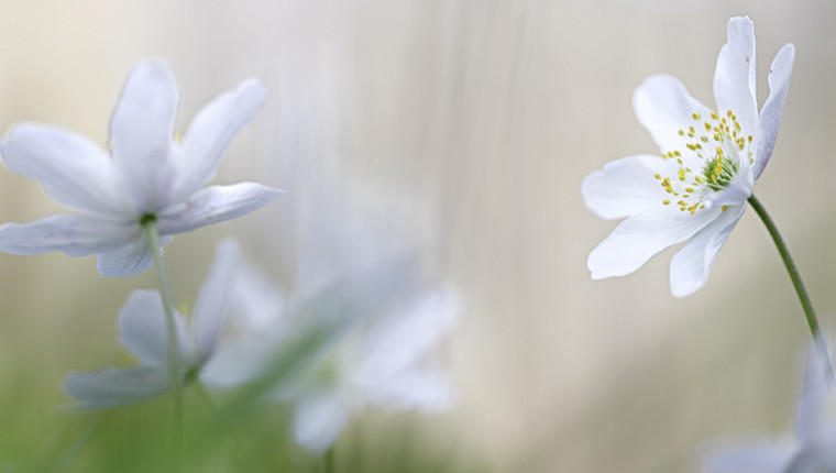 Plante mellifère : Anémone sylvie (Anemone nemerosa)