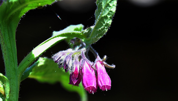 Plante mellifère : Consoudes (Symphytum sp.)