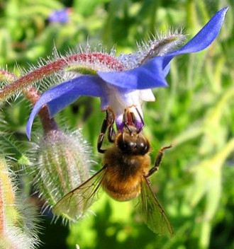 Les plantes mellifères