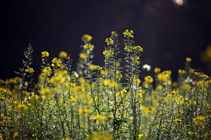 Les principales plantes mellifères